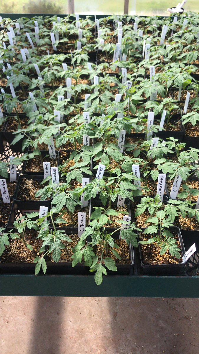 BiomanDane's tweet photo. Last frost sale! Today only! All fruits and veggies are buy three get one free! @ReedsSpringHS @RSWolves https://t.co/2V90vnAEXS
