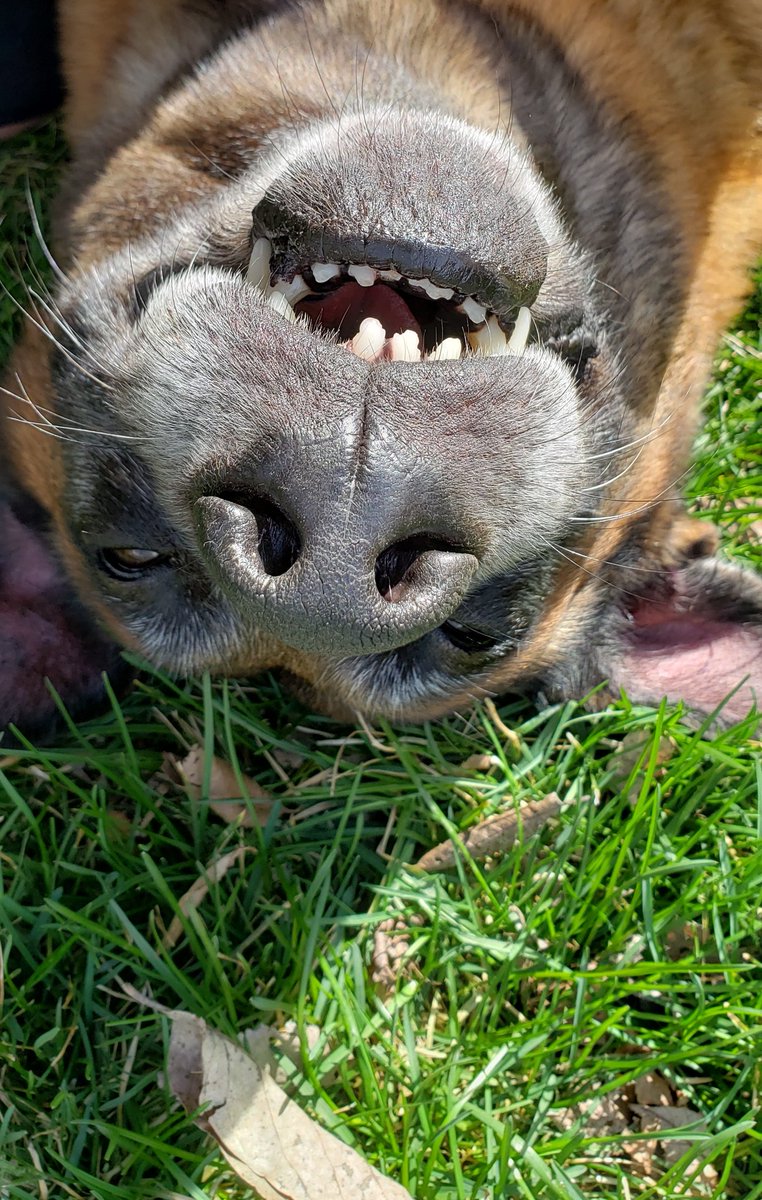 Named after a hockey player <a href="/88PKane/">Patrick Kane</a>. Had a front tooth extracted today from being cracked during training. Now <a href="/OPDK9Kane/">K-9 Kane</a> is living up to his namesake and looks like a hockey player!!! <a href="/NHLBlackhawks/">Chicago Blackhawks</a> <a href="/NHL/">NHL</a>