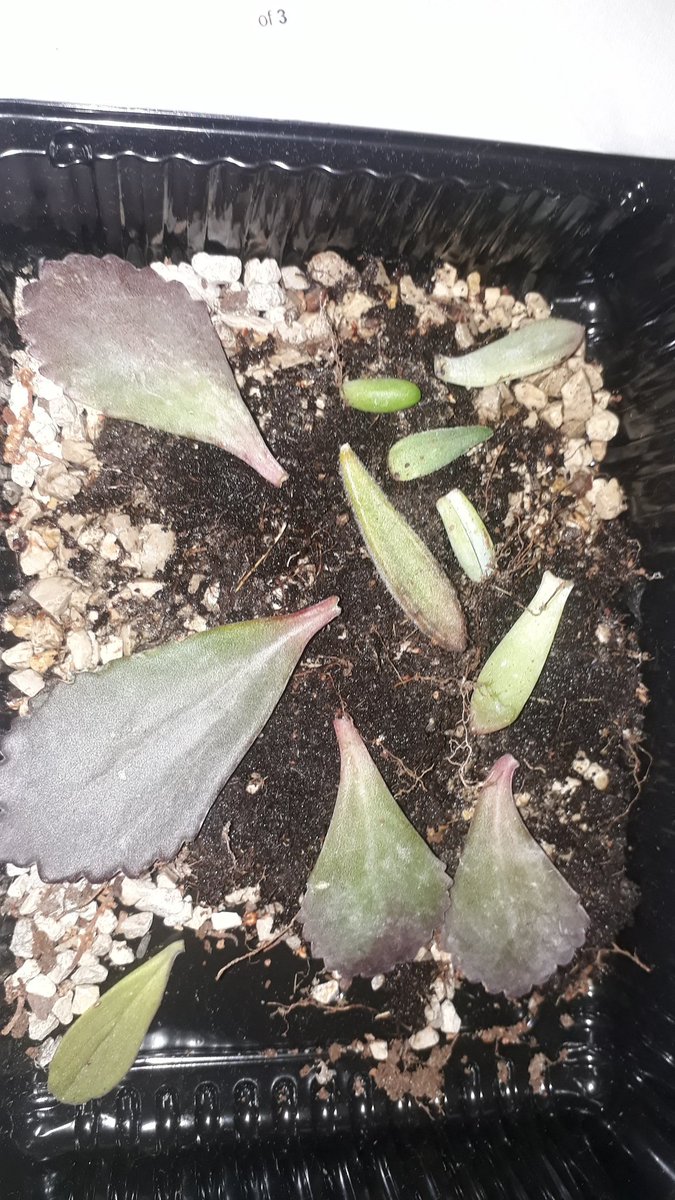 que_ps's tweet image. Propagation project. I couldnt help my self propagating while on a work trip. #propagation #propagationnation #Kalanchoes #sedum #Lisbon