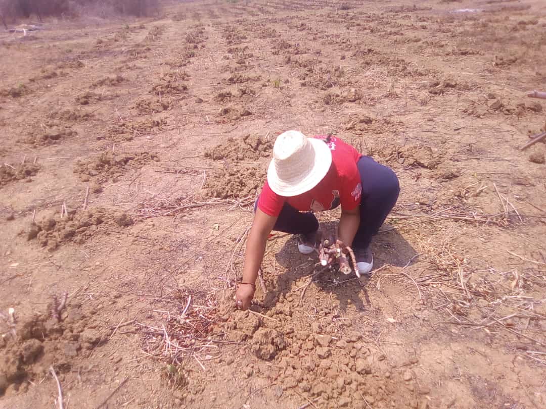 FFMPazCastillo's tweet photo. Seguiremos fortaleciendo la producción... Leales siempre traidores nunca. https://t.co/fELDfvWXom