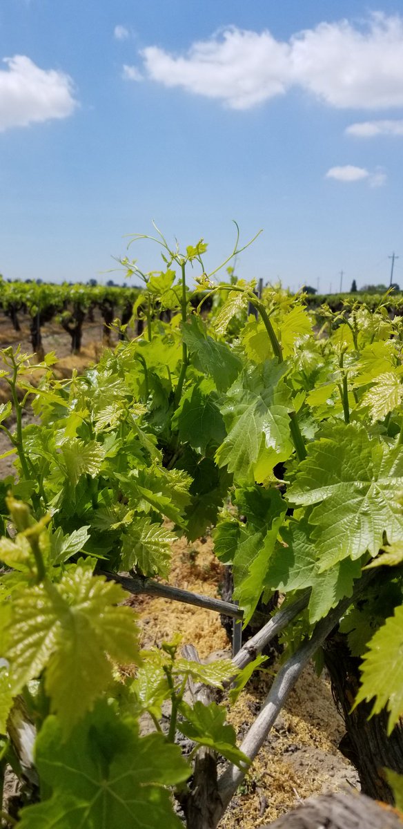 SimonianFruit's tweet photo. Young shoots and flower clusters developing in our Thompson Seedless raisin vineyards #SimonianFarming #SFC #SIMCO #FresnoCounty #SanJoaquinValley #CentralValley #California #Fowler #RaisinVineyard #RaisinGrapes #ThompsonRaisins #CaliforniaRaisins #HomeRanch #ManningAve #April https://t.co/ppOT3rsrEg