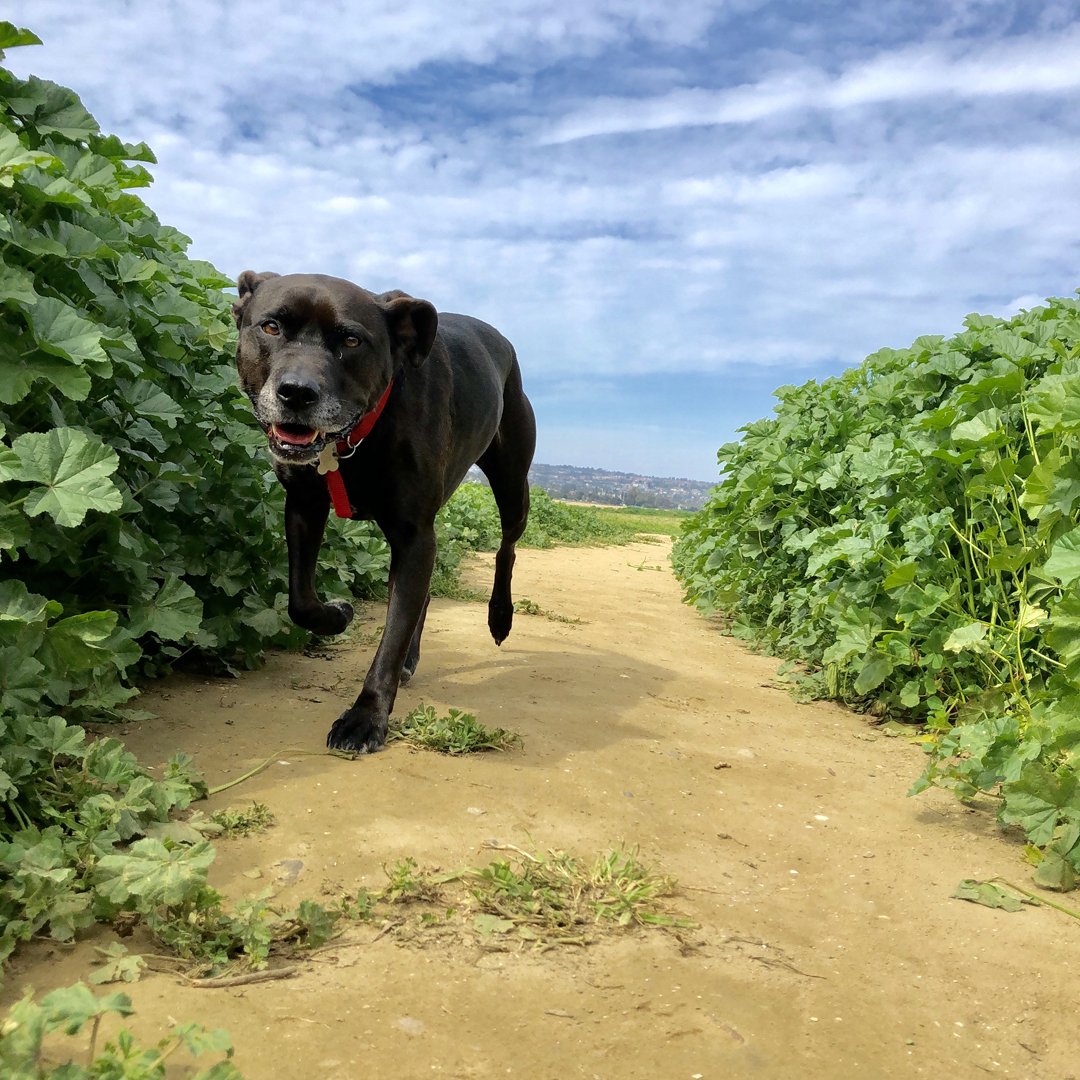 DogTiredSD's tweet photo. Coco is just the sweetest #coco #sweetest #matcheshername #dogtired #sandiego #socal #dogwalker #lifestoughgetadog #getoutside https://t.co/iEuQbGTpp8