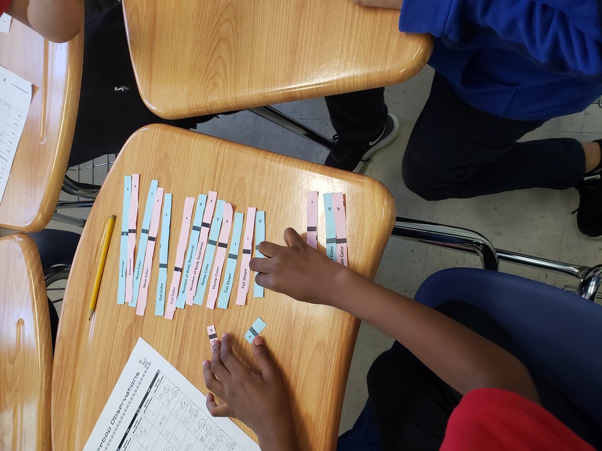 missattleson's tweet photo. Exploring how we inherit traits from our parents with reebops! https://t.co/5TjeuRc51P
