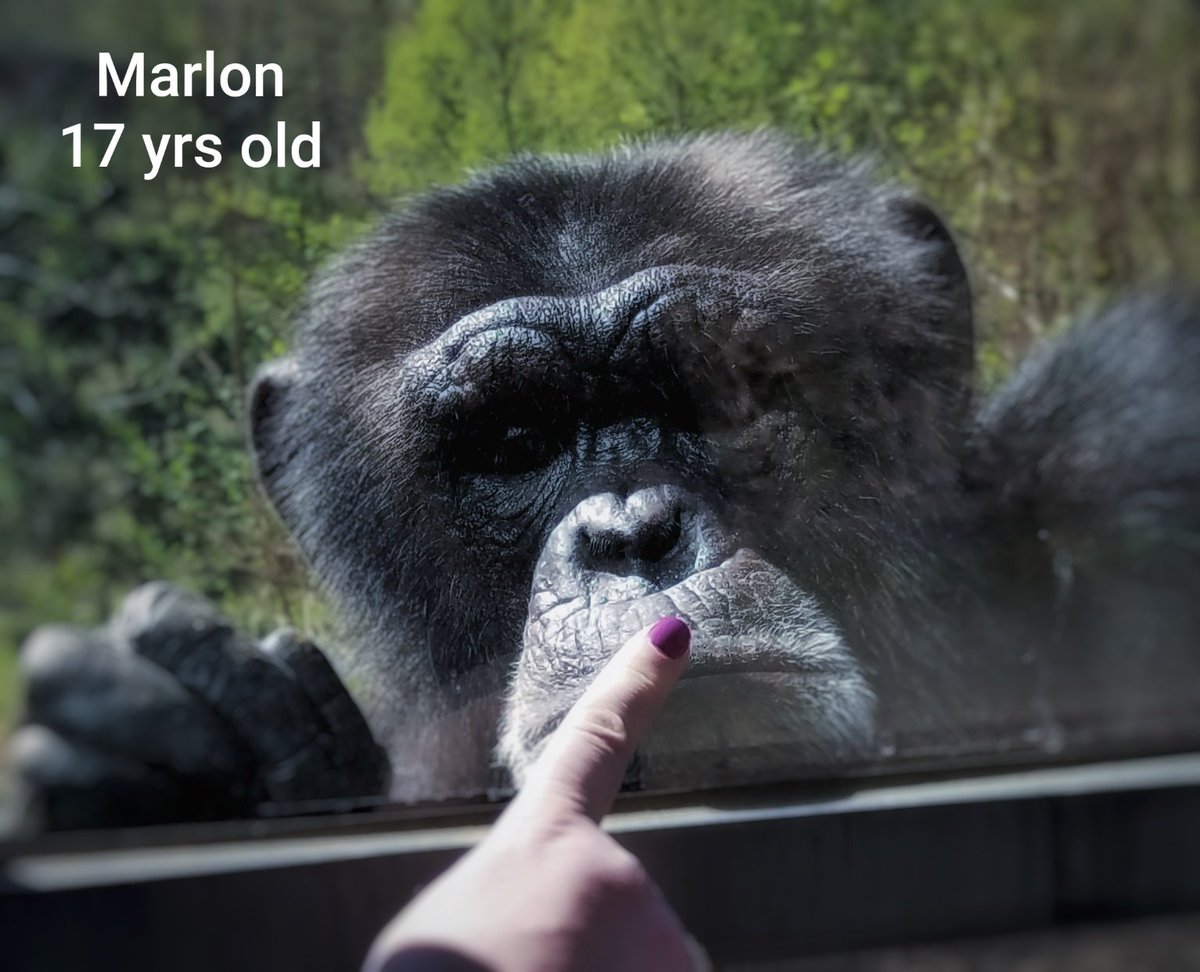 Michell38269957's tweet image. Had an amazing day @projectchimps .  #Marlonisthesweetestboy  #chimplove