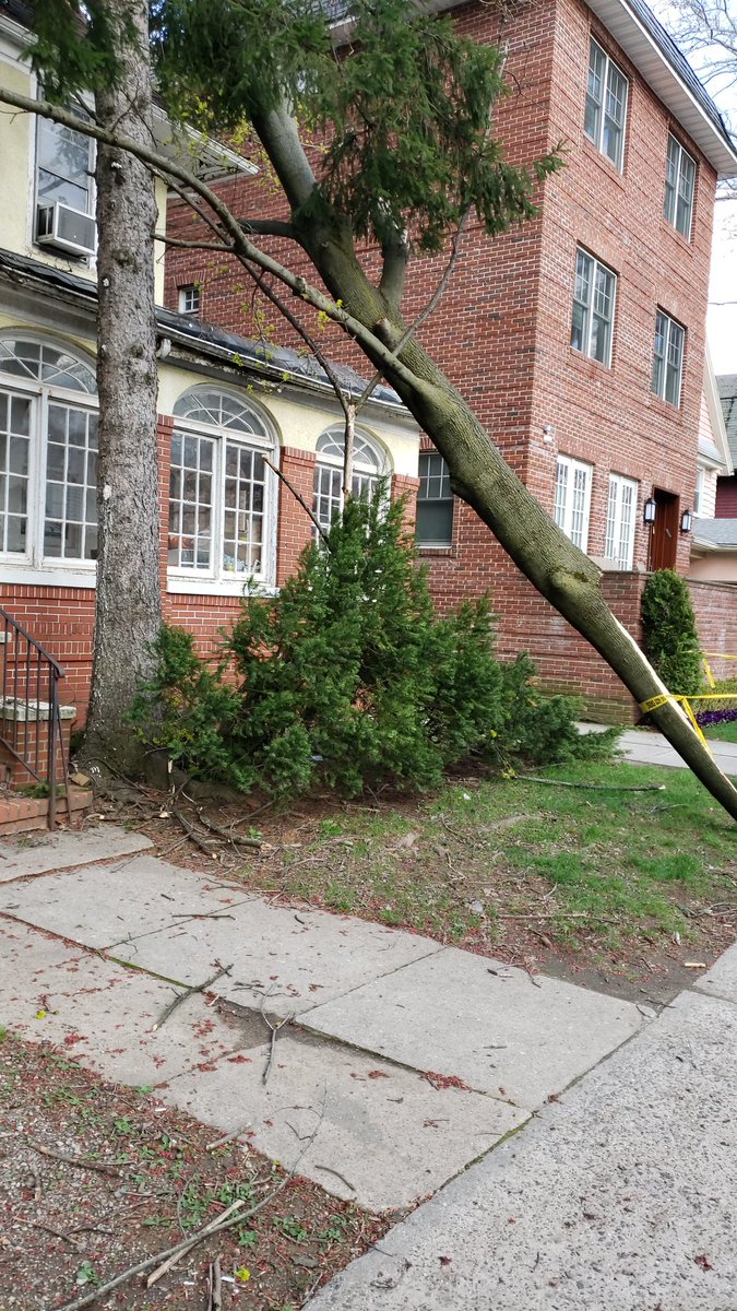 cbk147's tweet photo. @NYCParks @NYCSanitation @nyc311 can you guys get rid of this tree before it falls more and kills somone east19th bet k and l in Brooklyn https://t.co/VUtDscb93s