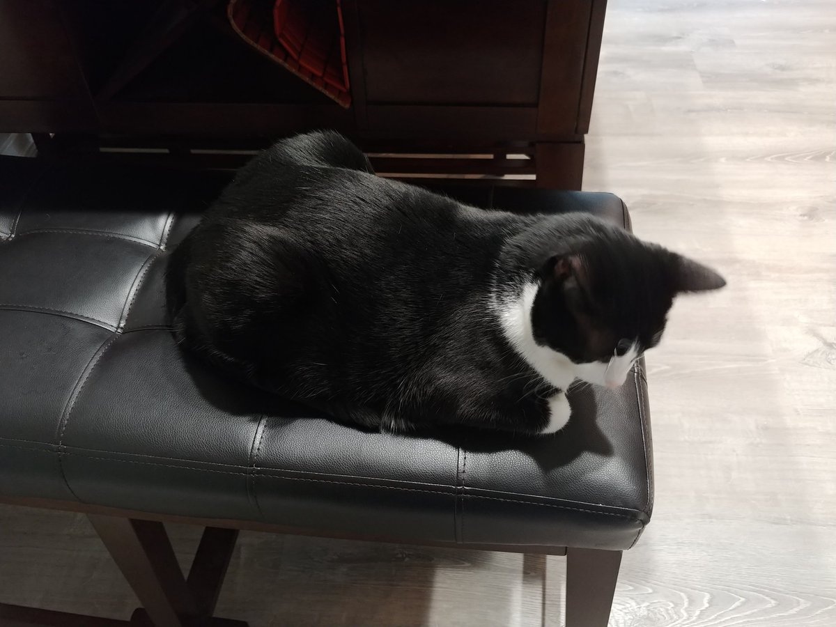 TechzoidYT's tweet image. My cat named Mew /o/