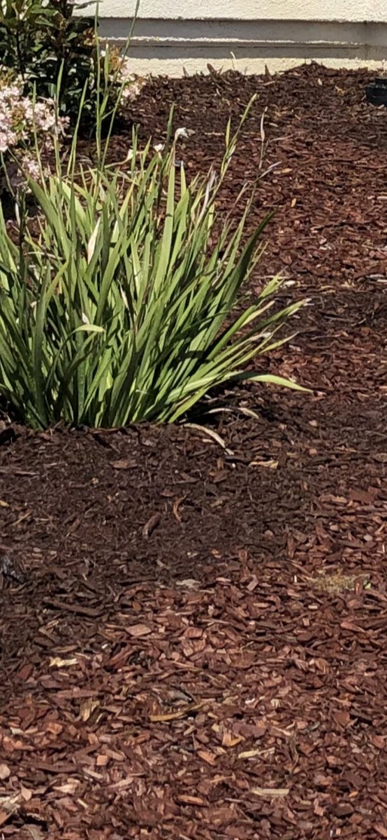 Hey @ScottsLawnCare very disappointed by the sheer color difference between your bags of deep brown naturescape mulch my yard looks awful!