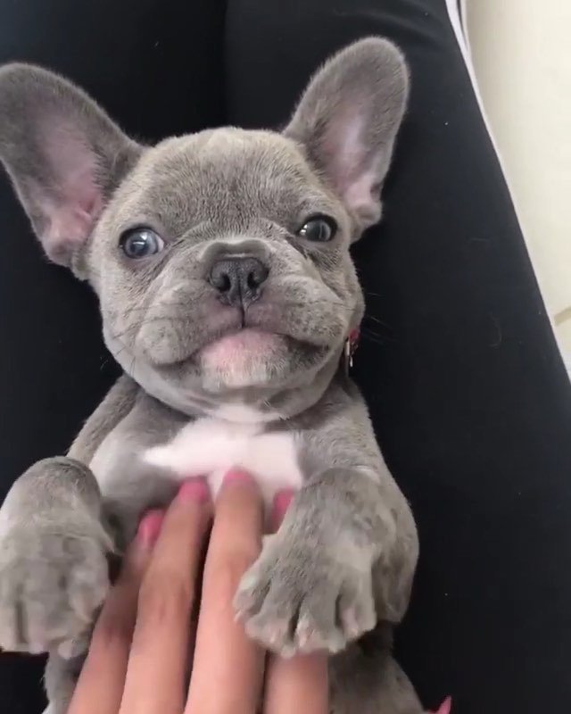 Who doesn’t love belly rubs?
👉 @emerald_kennel_frenchies
.
.
.
.
#puppydogvideos #dogsarefamily #stella_and_friends #frenchievideo #frenchie1 #frenchievids #puppiesrule #dogsofchicago bit.ly/2V4S05i