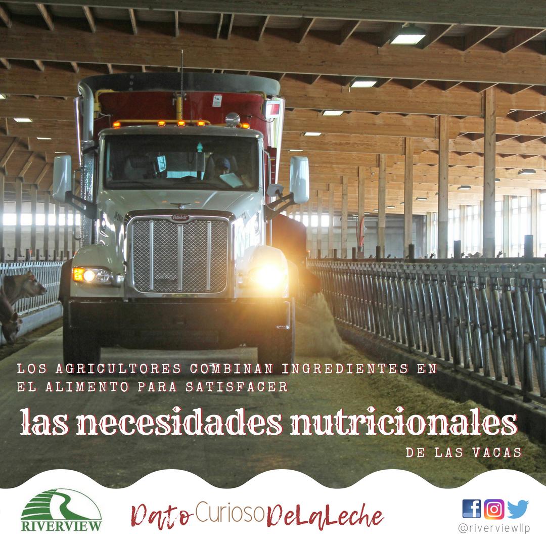Las vacas comen una combinación de heno, grano, ensilado, proteínas y vitaminas y minerales. 

#datocuriosodelaleche
#nutriciónláctea