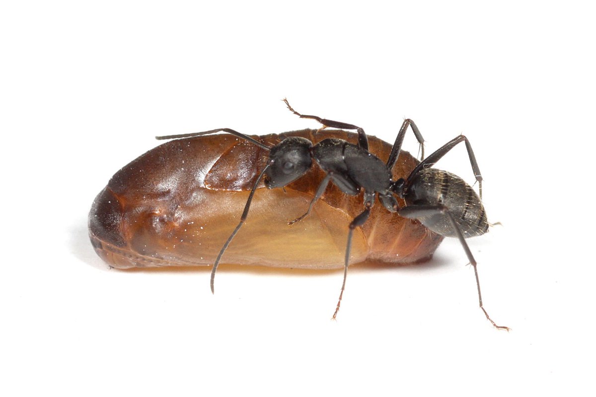 توییتر Antroom 島田拓 در توییتر 孵化した幼虫はアブラムシの甘露を食べて育つ この頃はクロオオアリは無関心 T Co 7v36ldv4 توییتر Antroom 島田拓 در توییتر 孵化した幼虫はアブラムシの甘露を食べて育つ この頃はクロオオアリは無関心 T Co 7v36ldv4