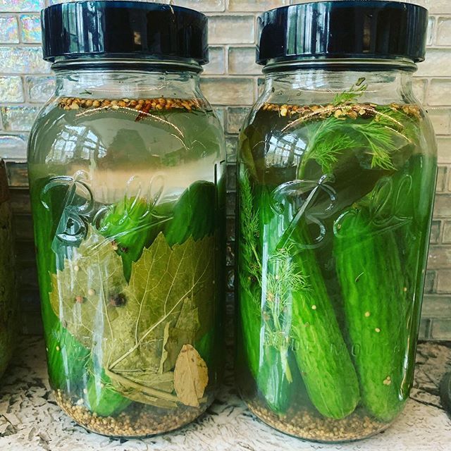 Say goodbye... I’m never making fermented pickles again.  They look good, taste eh. So not worth it. I don’t love pickles enough to keep trying to get this to work. I’ll keep working on my sourdough bread😁Way more fun!!😋
.
.
.
.
.
#fermentedfoods #cu… instagram.com/p/BwSzbp_F1Yl/