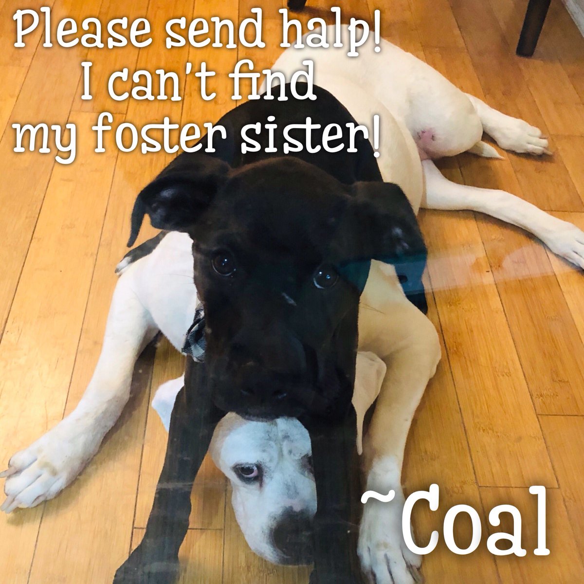 4LifeRescue tweet media