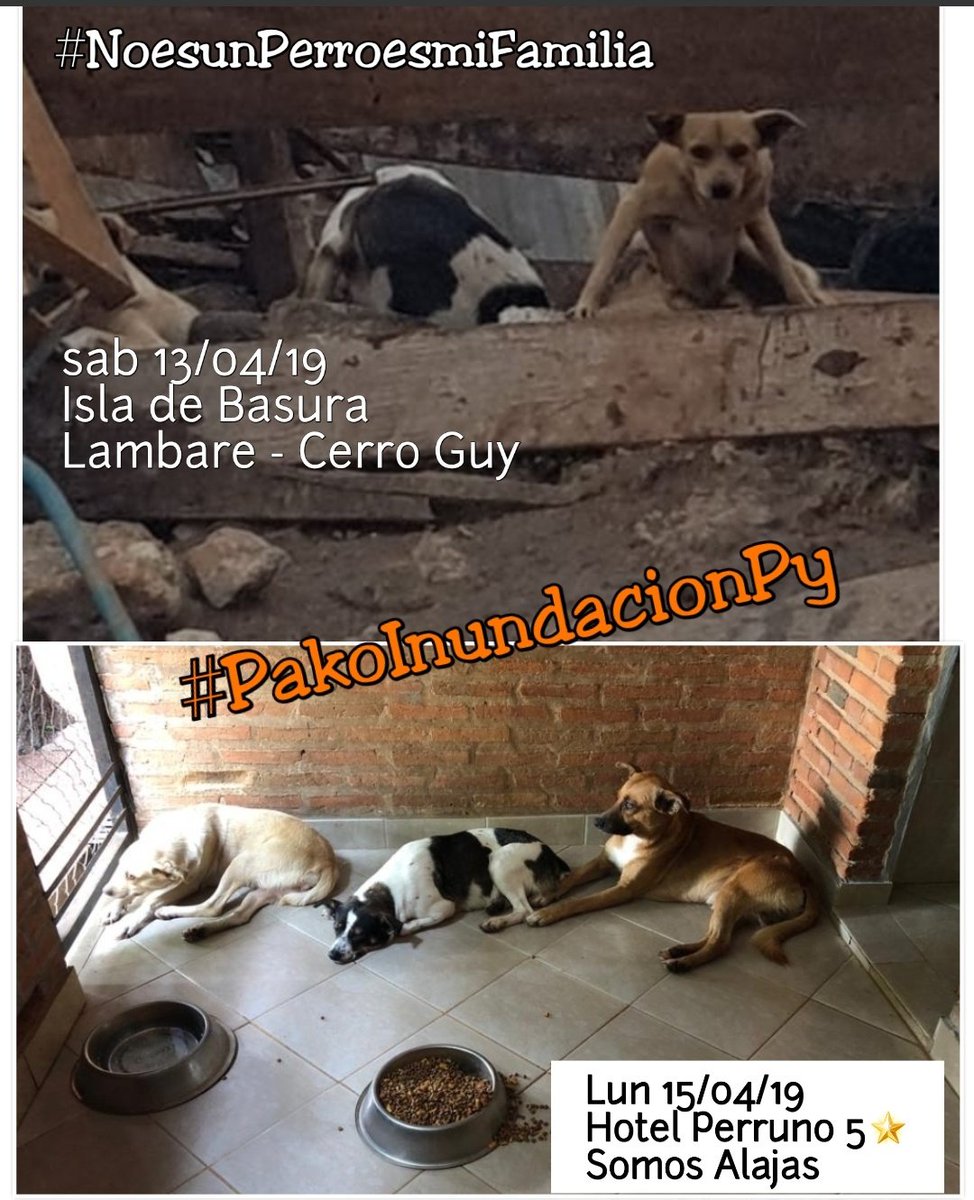 edithortizg's tweet photo. ES LO QUE HACEMOS... Salvar Vidas ❤🐾🇵🇾 INVOLUCRATE... ALAJAS GUARANI 💪 buscamos padrinos para castración 12 perros. Info 0983280909 #PakoInundacionPy #adoptaunAcuaticoAlaja @desimasi2 @DoctorMime @hector_rubin @perritospy https://t.co/1crJEz1Xqd
