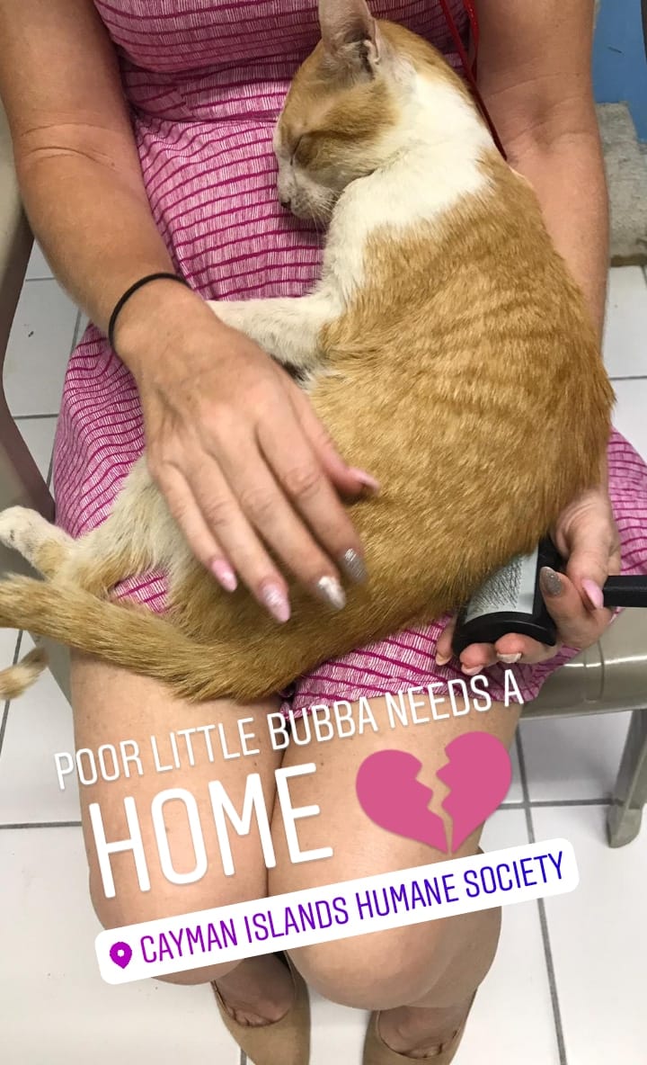 ondineb's tweet image. Poor Bubba the senior #cat needs a home #caymanislands please share ❤️🐾🐾🐈