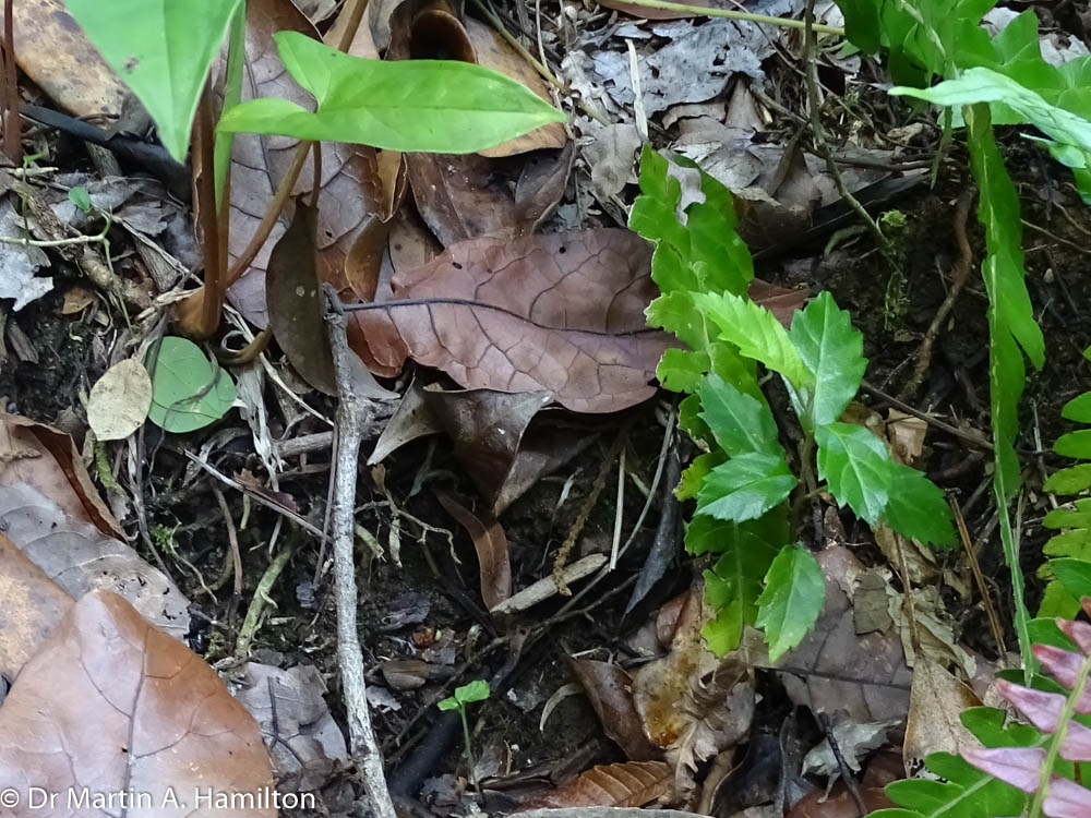 DocMartinKew's tweet photo. During last field day for this trip, discovered a new mature individual & 16 seedlings of threatened plant Varronia bellonis #Boraginaceae in Susua State Forest, Puerto Rico bringing known wild population in forest to 4 mature plants! #KewPR @KewUKOTs @KewScience @custoantonio48 https://t.co/kt0LuiF5KR