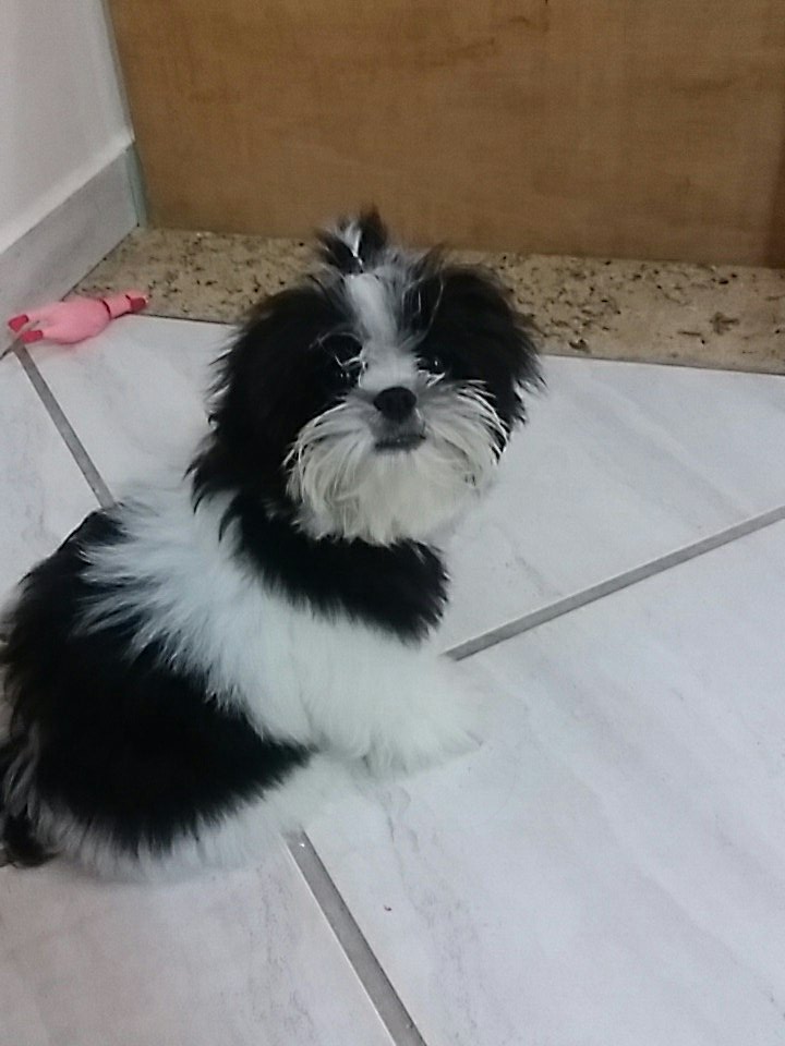 mynmarinhoo's tweet photo. Meu filho é muito lindo, mds... 🐶🐾❤ #shihtzu #thico # https://t.co/AfhGatKOem