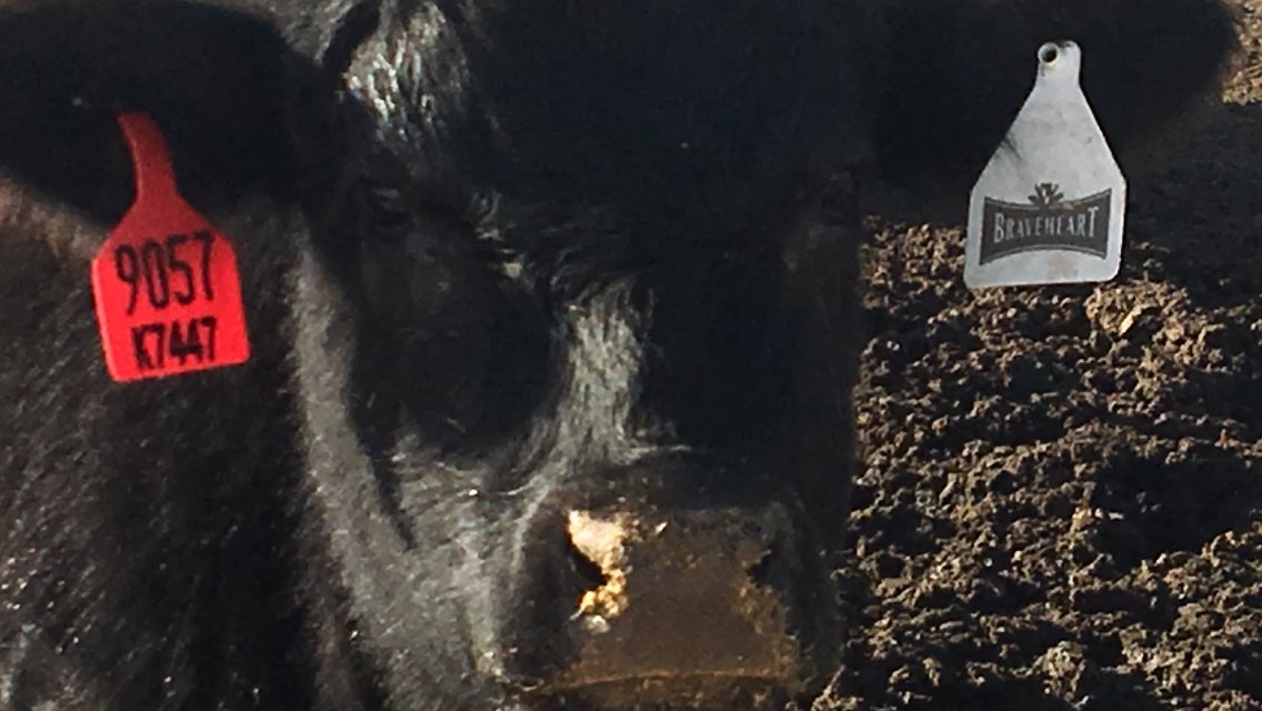 Bryan64657464's tweet photo. #goldenbeltfeeders
#progressivebeef
#bmg
#cattletales https://t.co/0ALwXNgalu