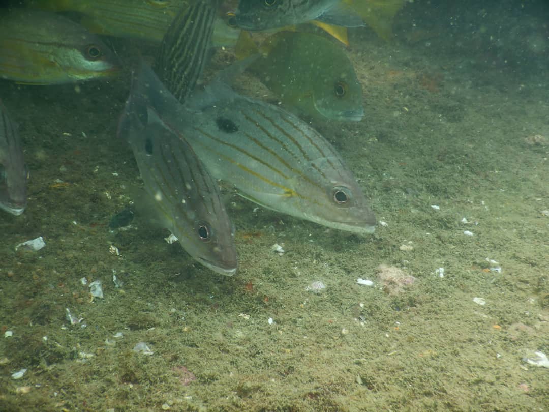 ScubaAliens's tweet photo. Do you know? Most fish can see in color and use colors to camouflage themselves or defend themselves and their territory. Most fish have the best possible eyesight for their habitat and can most certainly see u peering at them in a fish tank. scubaaliens #scubadiving #scubadiver https://t.co/8K8jvdx9Pw
