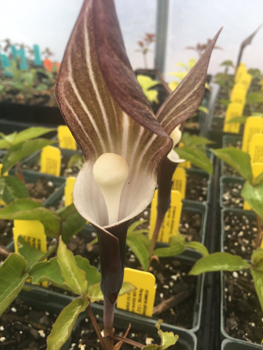 Arisaema sikokianum, the Japanese Jack-in-the-pulpit, propagated for our Spring plantsale.