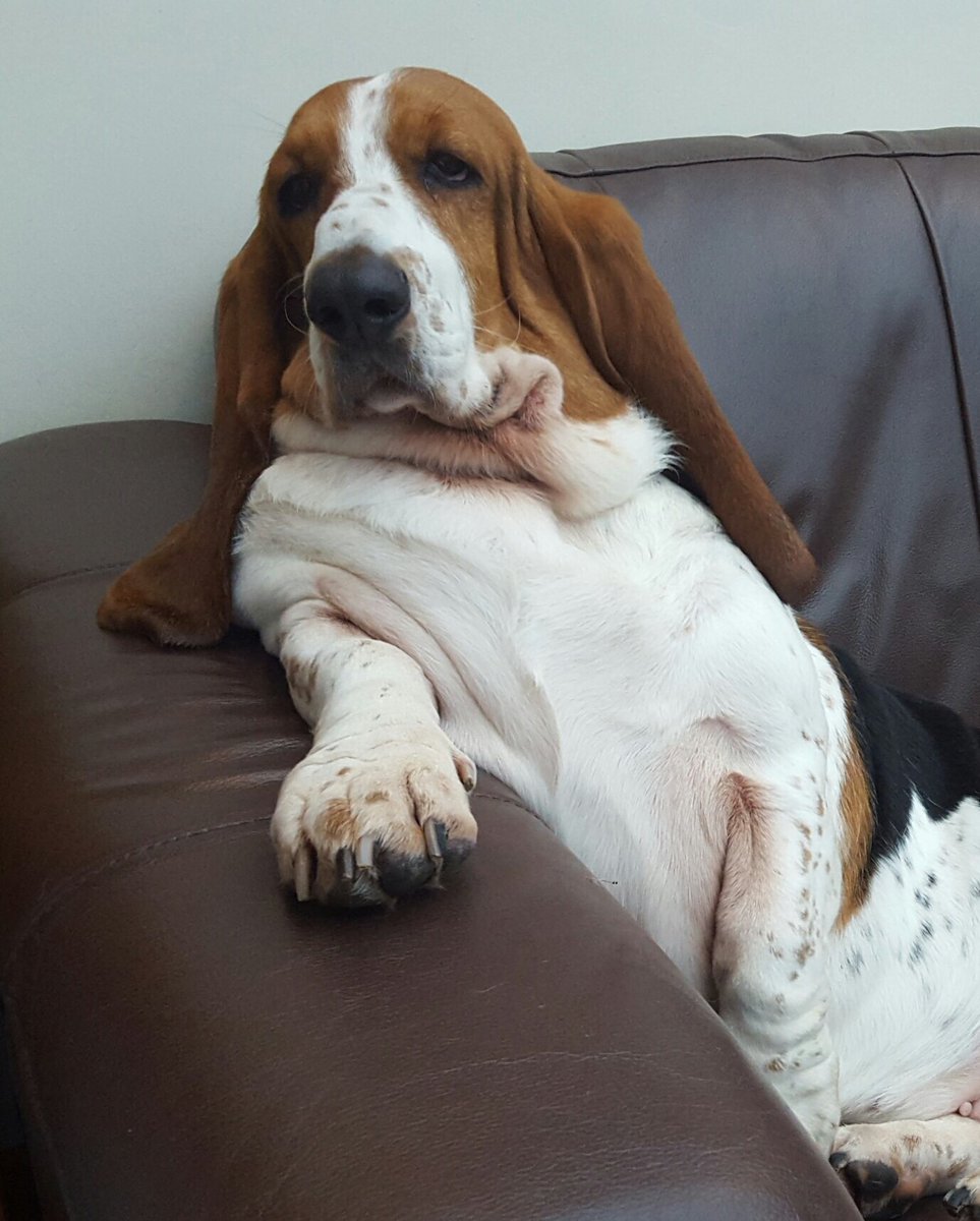 The Office characters as dogs, a thread:

Toby