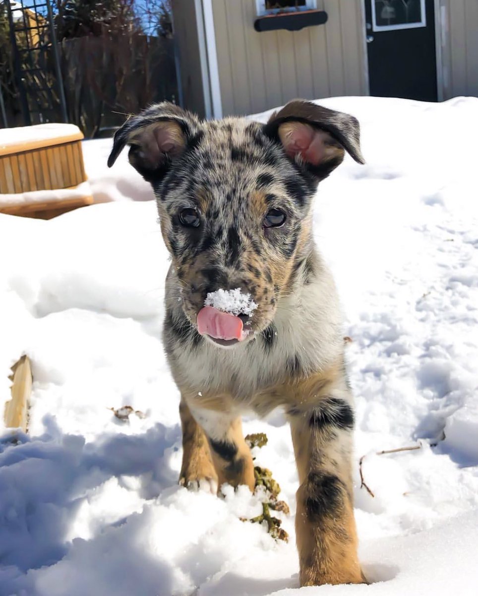 This is Milo. He can’t believe he was hit by a snowball in April. Way too late for such frigid nonsense. 13/10 would chilly boop