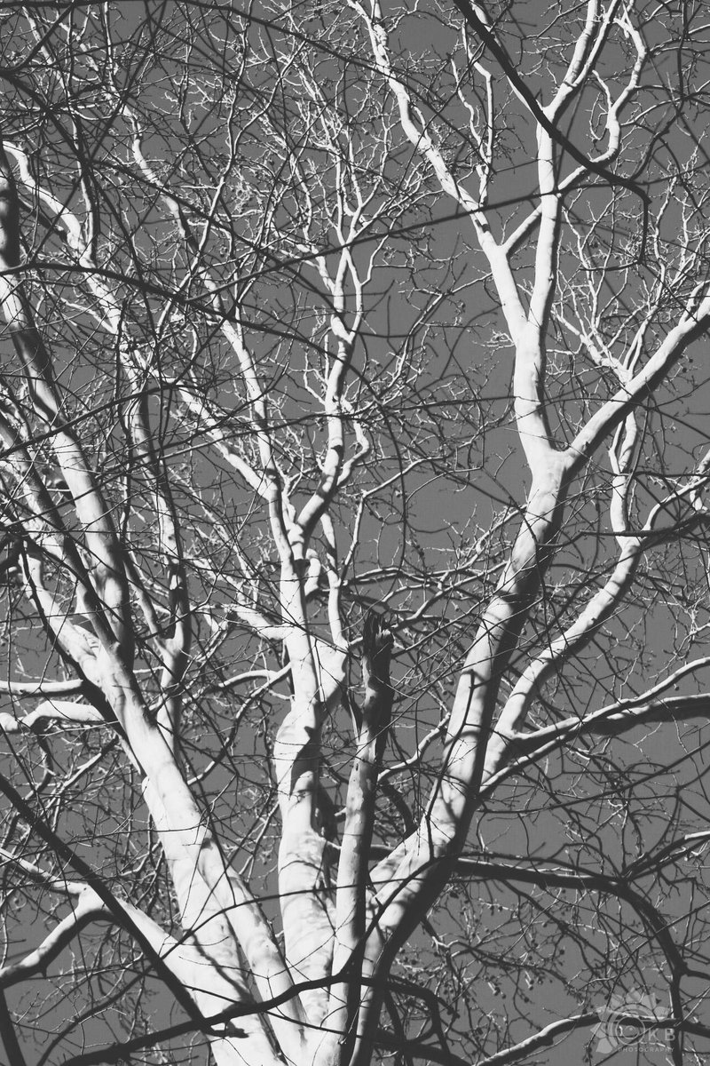 Pre-walk for this Saturday is complete! Depending on any rain leading up to Saturday you may want rubber boots as some parts are a bit muddy. We saw lots of green starting to grow and a Great Horned Owl! #LivingCK #PaxtonsBush #ONeilNaturePreserve #ckont