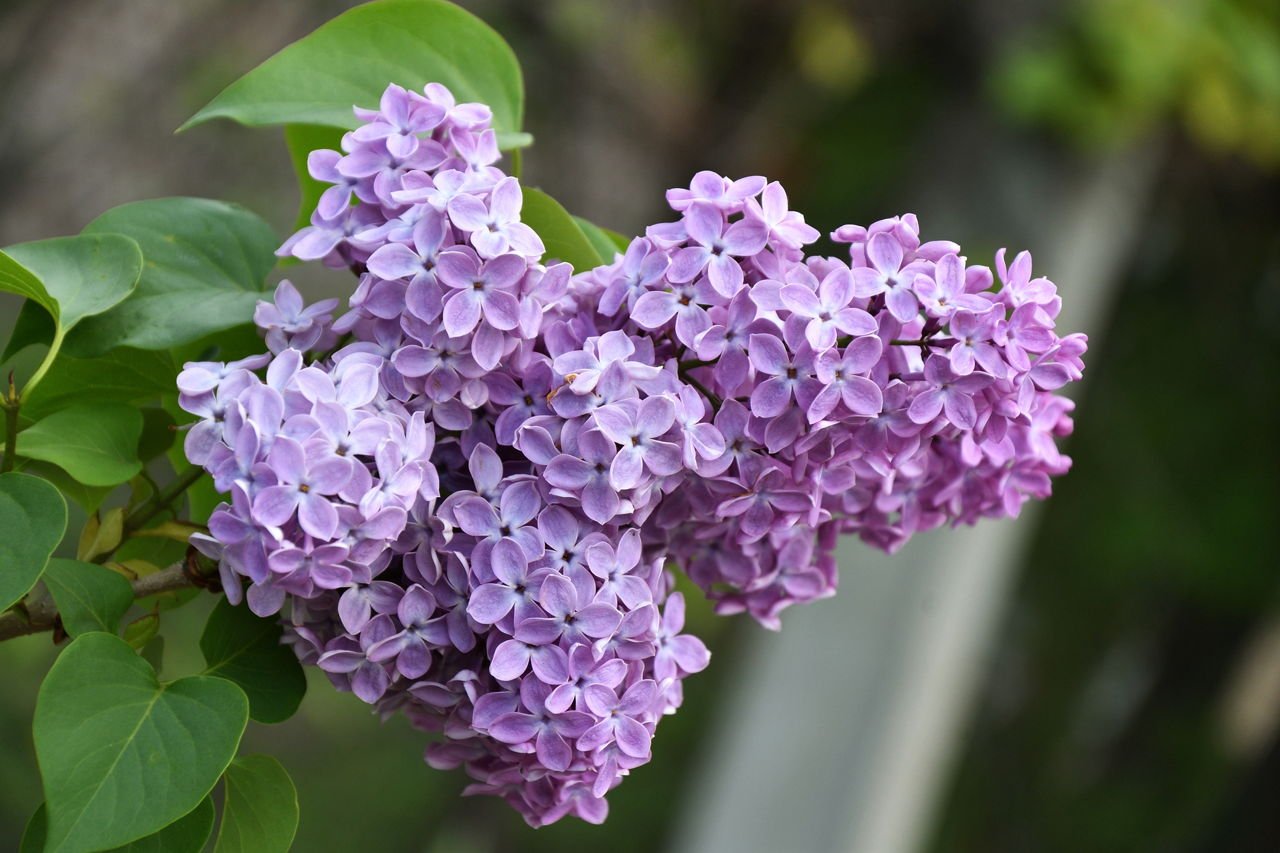 Lilac Bush