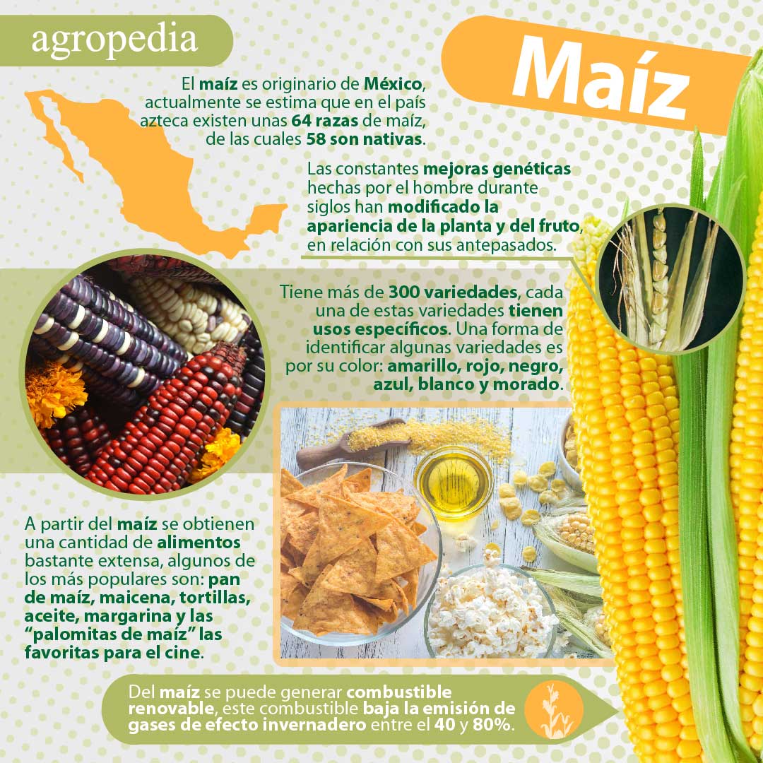 Infografia Del Maiz