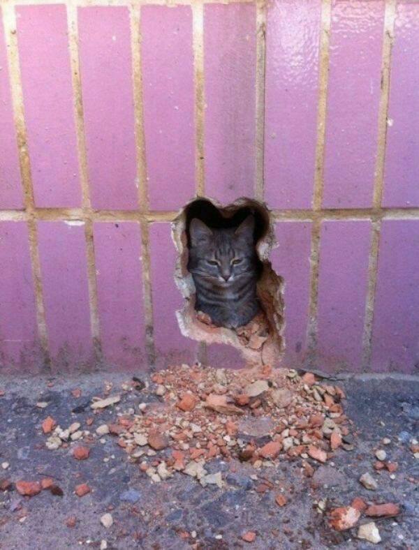 Cat in the wall, eh? Ok, now you’re talking my language. I know this game.