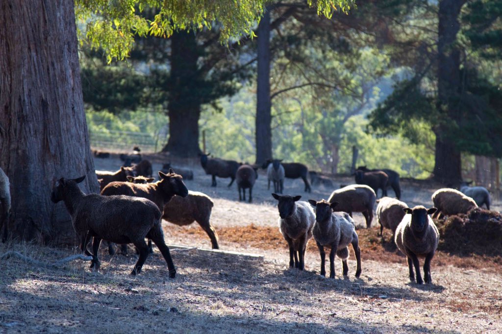 Our flock of Perendale cross black sheep act as natural lawnmowers between the vines and provide a natural fertilizer for the vineyards, reducing the use of fossil fuels and carbon emissions. They also eat our left over grape stalks and white skins. Here they are in action.