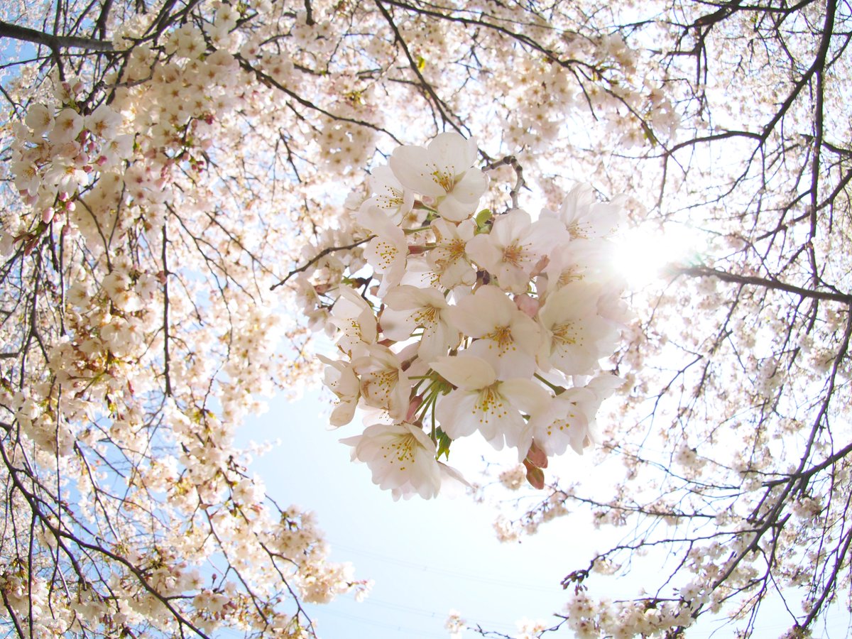 edorintarou's tweet photo. #桜 #さくら #sakura #cherryblossom #樱花 #photo #春 #spring #春天 https://t.co/SDr0rqElqQ