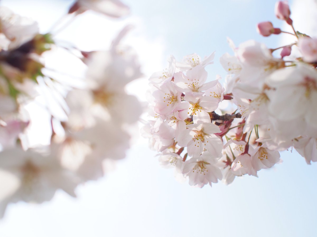 edorintarou's tweet photo. #桜 #さくら #sakura #cherryblossom #樱花 #photo #春 #spring #春天 https://t.co/SDr0rqElqQ