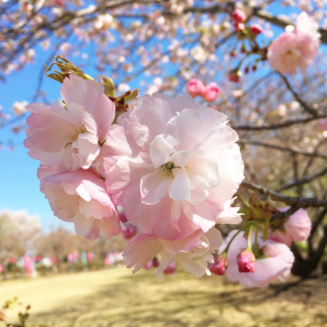 Tenpyopark天平の丘公園 天平の丘公園の 八重咲きの桜が咲き出しましたよー 週末には見頃になりそうです 天平の丘公園 天平の花まつり 10picnictables T Co Ubp0hxt9bs Twitter