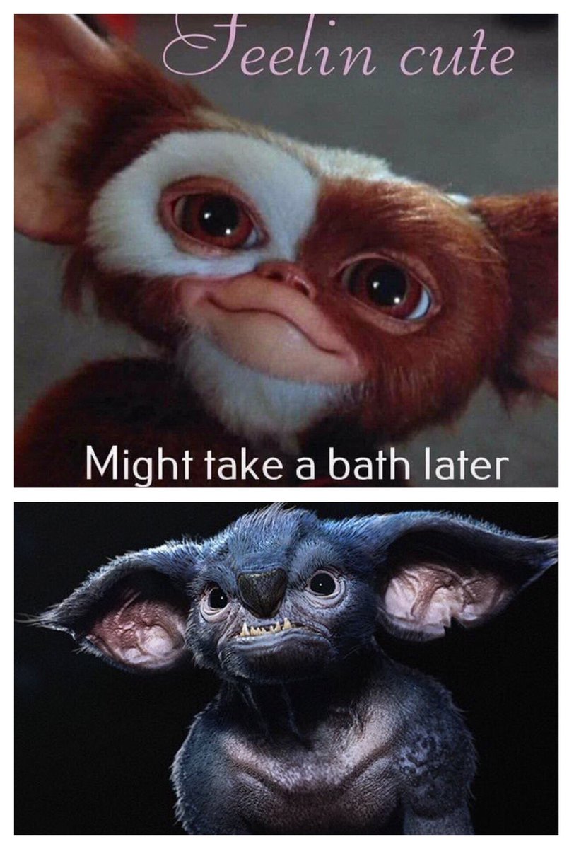 JRelz22's tweet image. #Gizmo #FeelingCuteChallenge #Water #Mogwai #Gremlin #Food #AfterMidnight #Aftermath #Stitch 🤦🏽‍♀️ Why did they do stitch like that? He’s supposed to be cute and fluffy; not Hideous and Buffy #smh #LiveActions #GoneWrong #LiloAndStitch Throw the whole creator away #CantUnseeThis 😭