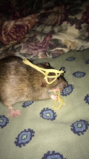 Derek Weber tweet media