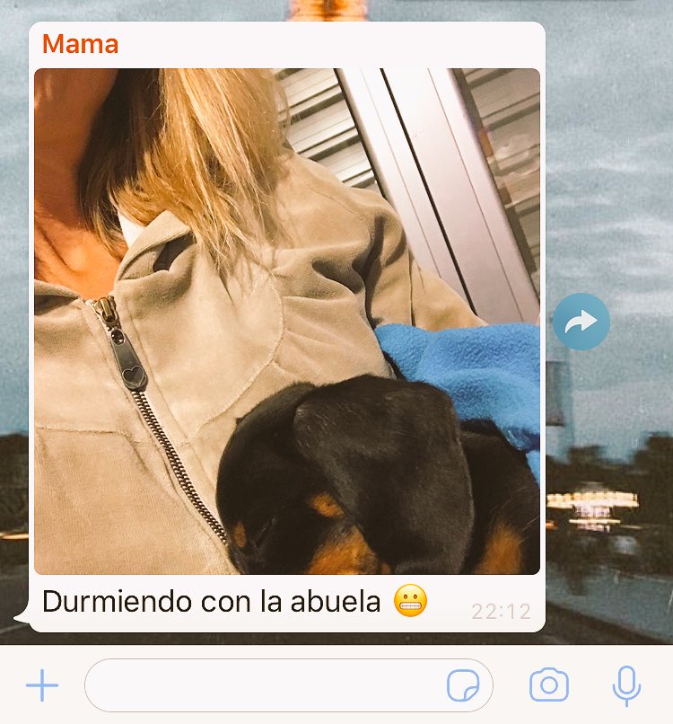 camilla_klein's tweet photo. Saben cuánto tardamos en convencer a mi mamá para tener un perro? 5 meses. Desde q tenemos a Lula me manda todos los días fotos durmiéndola https://t.co/3fhct1aDiI