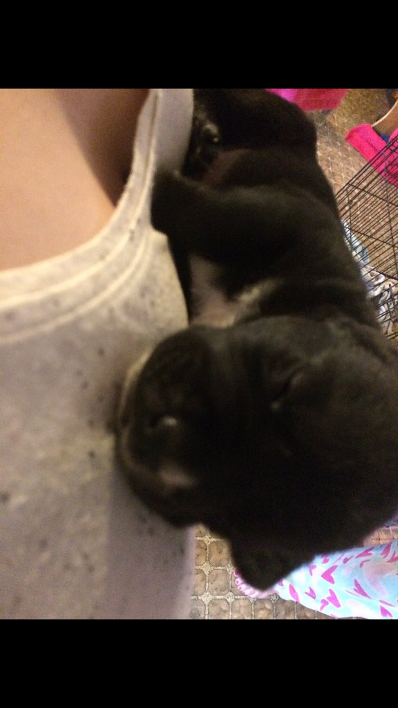 pet bandana shutterfly