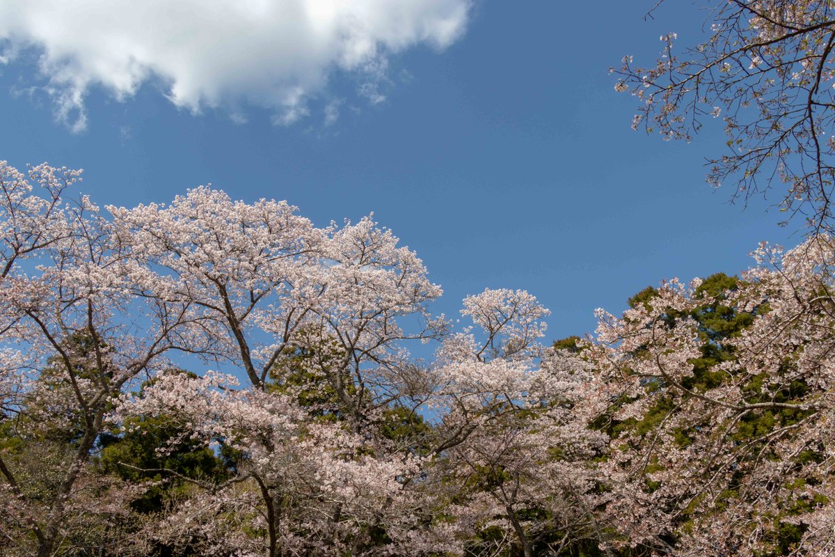 大橋 政昭 A Twitter 泉自然公園 千葉市若葉区 4月9日撮影 ソメイヨシノの見納めに行ってきました さくら 桜 サクラ 泉自然公園 千葉県 千葉市 房総 公園 花見 写真 Photography 大橋 政昭 A Twitter 泉自然公園 千葉市若葉区 4月9日撮影 ソメイヨシノの見納めに行ってきました さくら 桜 サクラ 泉自然公園 千葉県 千葉市 房総 公園 花見 写真 Photography