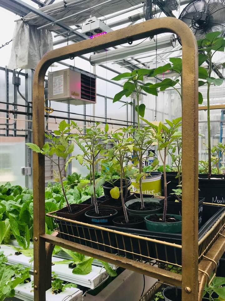 Hey #Mason2023 did you see GMU Organic Gardening Association (GOGA) selling seedlings at #YardFest ?! These seedlings were grown in our very own President Park Greenhouse! When you #ChooseMason you know you're choosing a university that cares about sustainability!