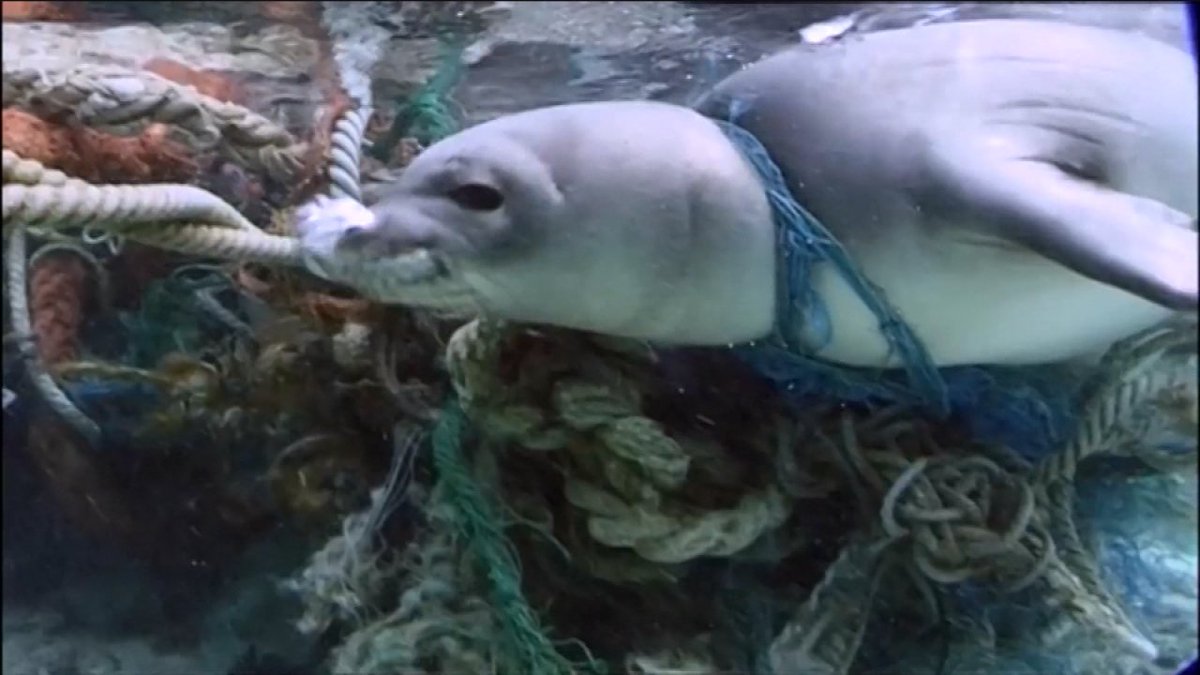 El pionero pacto que firma Chile para reducir la contaminación que produce el plástico en el fondo del mar #Futuro360 bit.ly/2UZsXR7