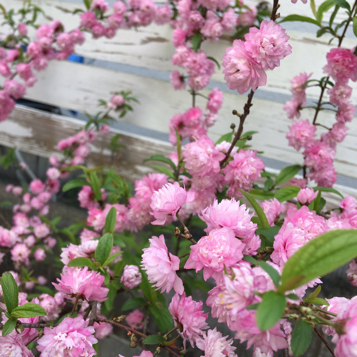 いくさん בטוויטר ソメイヨシノが散ると 満開になる 庭桜 ー ニワザクラ ガーデニング いくさん בטוויטר ソメイヨシノが散ると 満開になる 庭桜 ー ニワザクラ ガーデニング