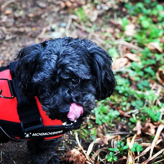 DebGates12's tweet photo. Bear ❤️
.
.
.
#bearthedog #dogsofinstagram #dogoftheday #dogofinstaworld #shitzpoo #shitpoo #cutedog #walkingthedog #fulltimerv #rvlife #rvlifestyle #scentsyconsultant #scentsylifer #scentsylady #scentsylife #moemoebear https://t.co/p86TnhOkHg https://t.co/iGZMIG3zt3