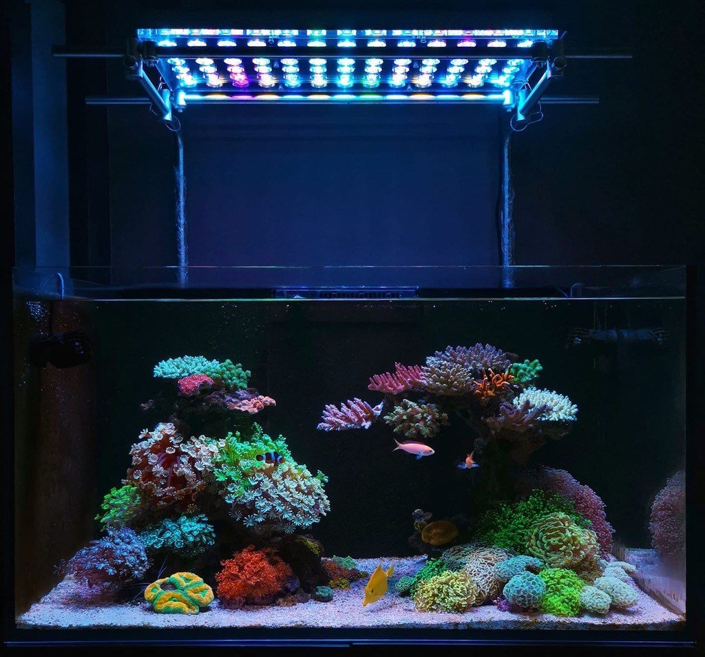 Aan het leren Grof Keelholte Orphek Aquarium LED on Twitter: "Best Reef LED lights 2019: Best Orphek 2019:  Which is Orphek's best LED aquarium Light ? https://t.co/m2fatal0n2  https://t.co/193s4jZXui" / Twitter