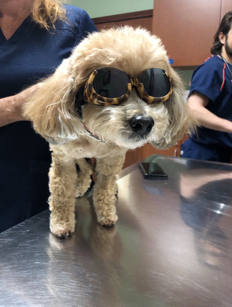 delaneytarr's tweet photo. twitter has been real sad today so here’s my dog in goggles https://t.co/N6SD5FTWMo