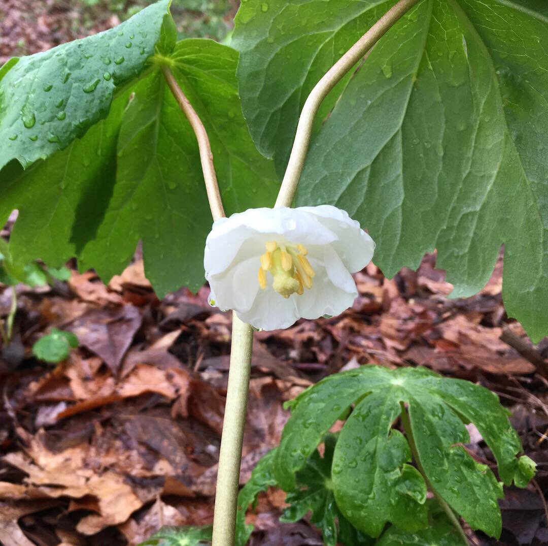 EmmaCounce's tweet photo. @kanng44 I'm glad we can agree on this, it's what's most important in life!  Here is a picture of one of the mayapples in bloom before he met his demise. https://t.co/0T7ratSaqK