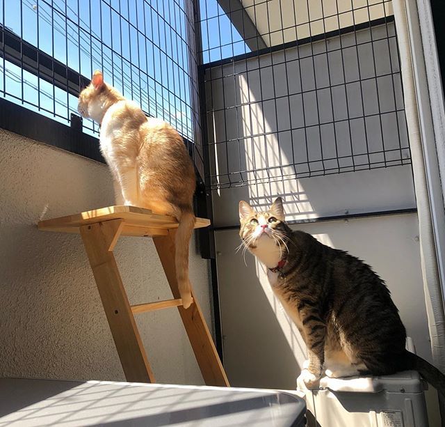 caracatcafe's tweet photo. たんまらなく気持ちの良いお天気✨
#猫日和
#猫のいる暮らし
#始めてみませんか
#cat #catsofinstagram #猫 #猫カフェ #caracatcafe #箕面 #北摂
#cccs01j
#cccs04t https://t.co/rSWkIUEfB5