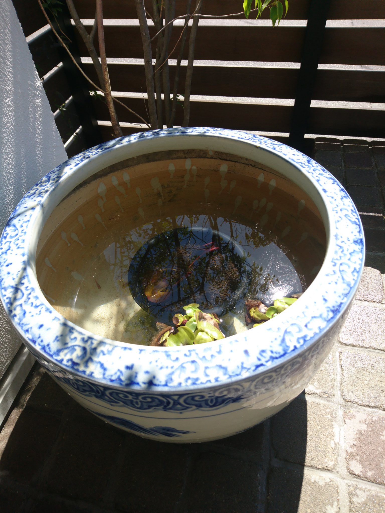 むぅちん お出かけ前に玄関のメダカ鉢の水換え 睡蓮のメンテ 水換えはすぐ終わるけど睡蓮の根っこを千切る作業が意外と手間 しかも赤玉土だろうとソイルだろうと手が泥臭くなる まだ7 8個睡蓮鉢あるんだけどgw中には全部終わらせたいなと
