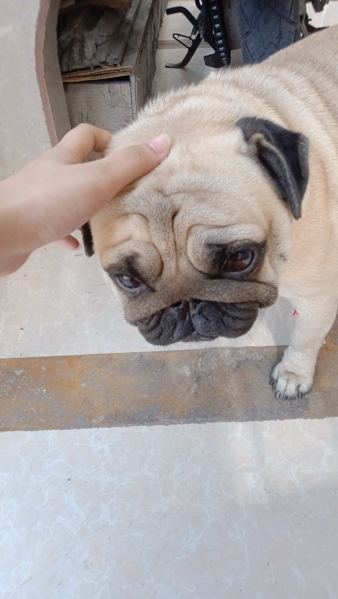 blakestares_'s tweet photo. okay, me and reece has the same dog now yay names thor btw https://t.co/QS42RqbgSz