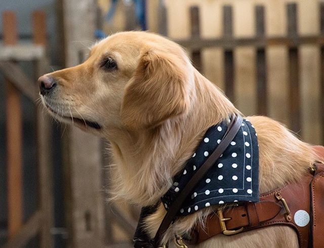 This beauty got gifted one of our limited black polka dot bandanas! Fun fact, we only made one of each size of these! I’d say @afriendinsight pulls it off fairly well!
—
#canadian #dogs #dogbandana #petbandana #ldnont #clearout #dogclothes #bandana #dogs… instagram.com/p/BwTISCLJlMz/