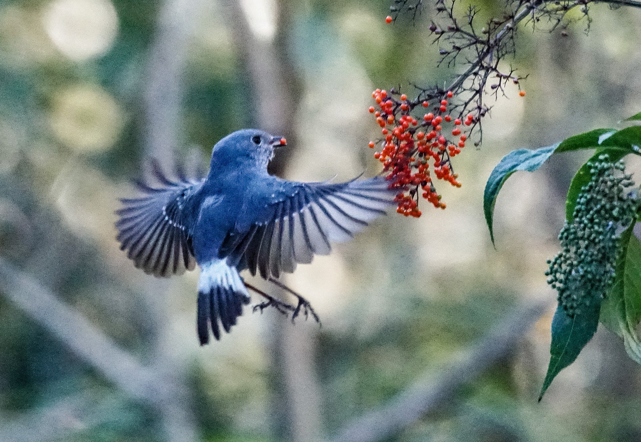 Xoemdenfer 鉛色水鶇 中國叫它红尾水鸲 是台灣水邊常見的美麗小藍球 從平地到中高海拔2千米高的山上都有它的身影 但這是我頭一回拍到它飛行版的英姿 挺興奮的 Plumbeouswaterredstart Rhyacornisfuliginosus 鉛色水鶇